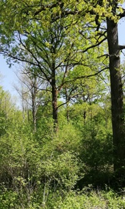 Wald mit hohen Bäumen und Unterwuchs