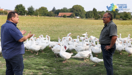 Zwei Personen stehen in einem Grasfeld, umgeben von weißen Gänsen; im Hintergrund Bäume und Gebäude.alten sich, umgeben von einer großen Gruppe weißer Gänse; im Hintergrund sind Bäume und ländliche Gebäude zu sehen.
