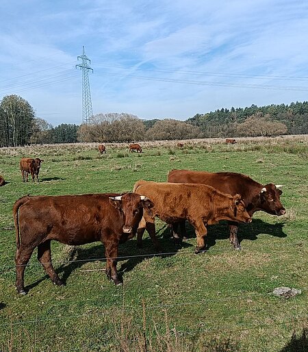 Drei Rinder auf einer Weidefläche