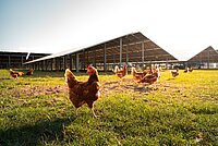 Hühner unter Solaranlage