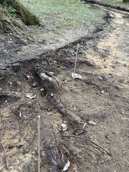 Markierung der Wurzeln im Wegekoffer (Bild: Bayerische Landesgartenschau Bad  Windsheim 2027 GmbH) 