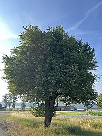 Großer Birnbaum auf einer Wiese