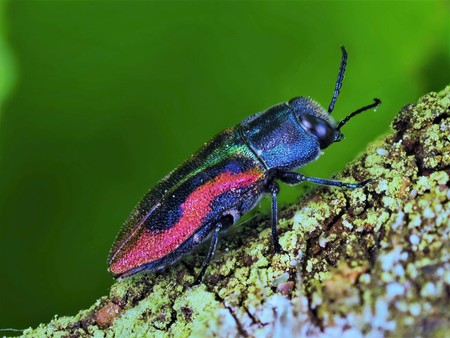 farbenfroher Käfer, Käfer