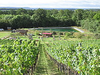 Weinberg mit grünen Reben in Reihen, dahinter ein kleiner Teich, mehrere Holzhütten und Bäume im Hintergrund unter bewölktem Himmel.