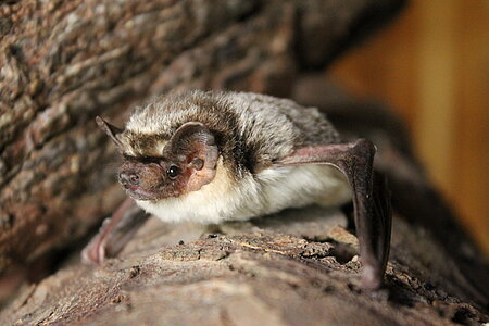 Zweifarbfledermaus als Nahaufnahme
