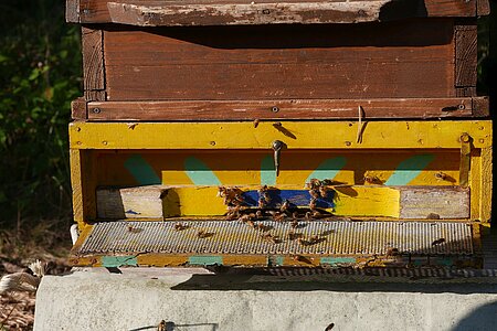 Einflugöffnung eines Bienenstocks