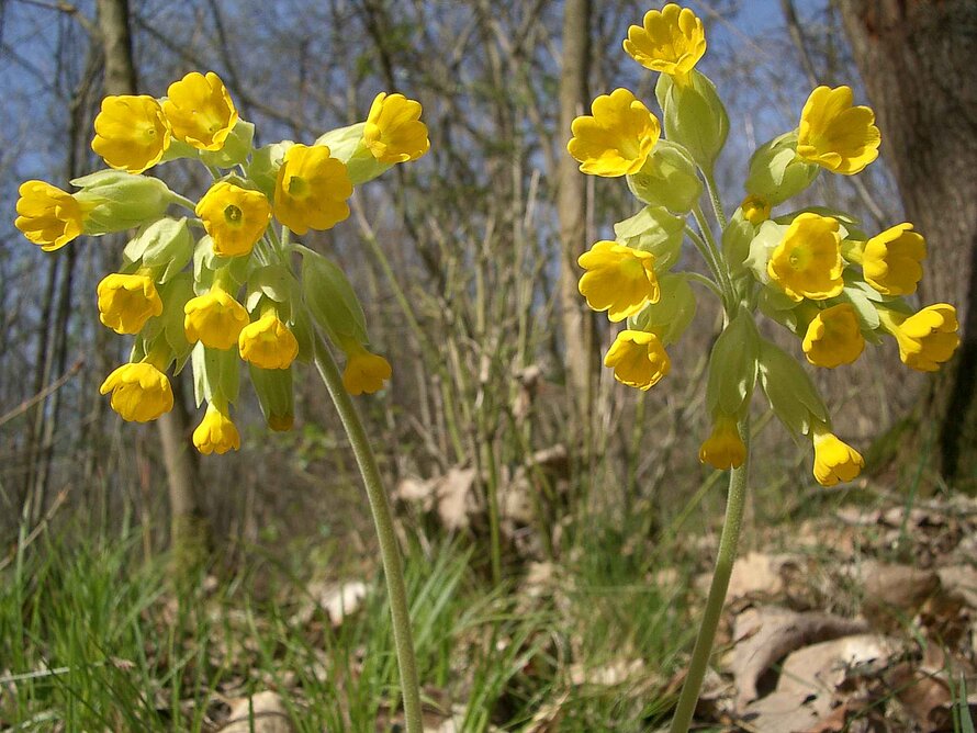 Schlüsselblume Schlüsselblume