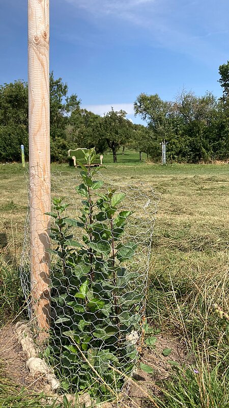 Kleiner Apfelbaum im Freien, geschützt mit Draht